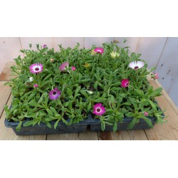Warentuin natuurlijk Ijsbloempjes plantenbak met vrolijke kleuren 24 stuks - 