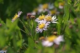 Tuinplant.nl Aster