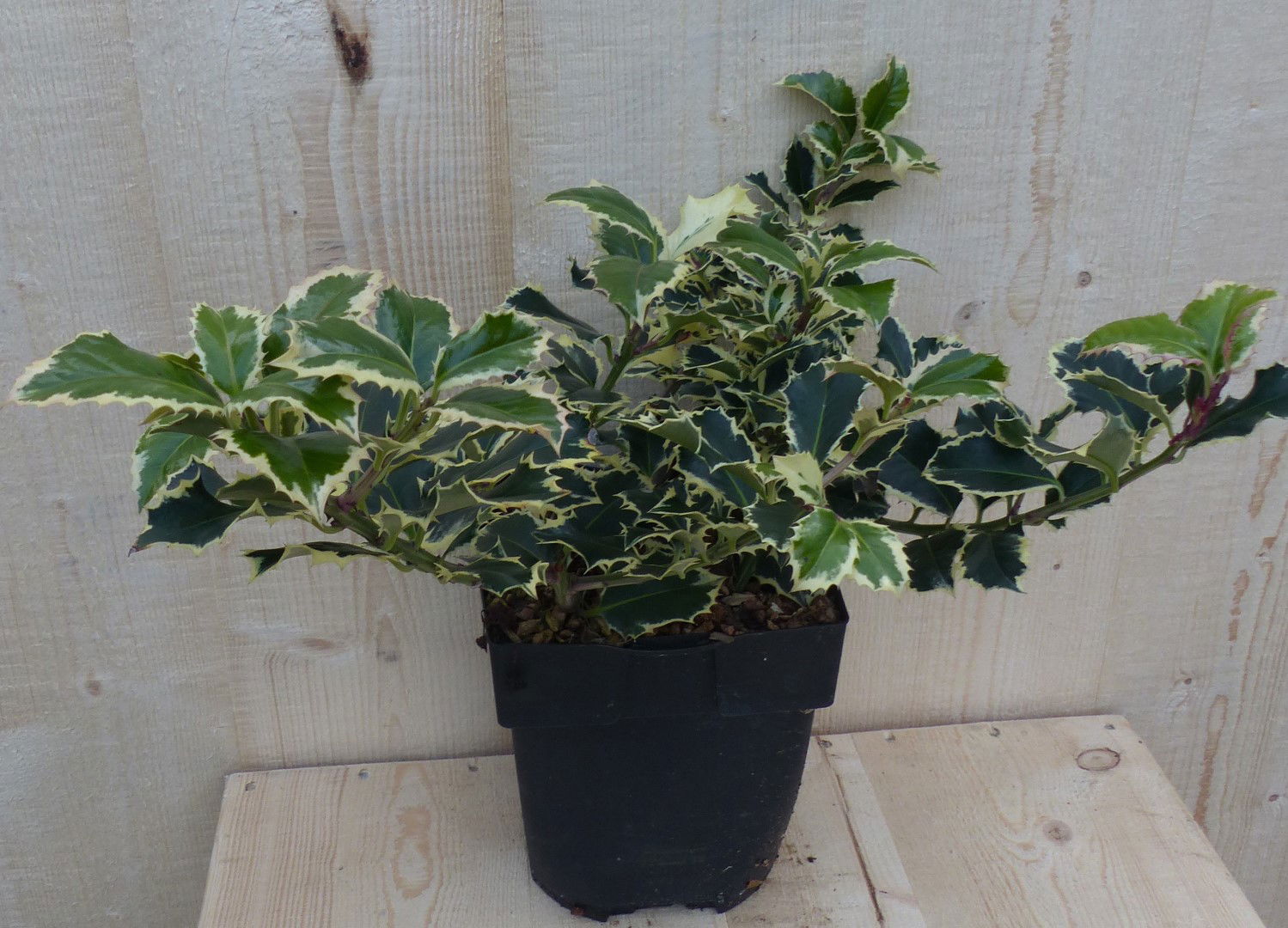 Warentuin natuurlijk Hulst witbont 30 cm - 