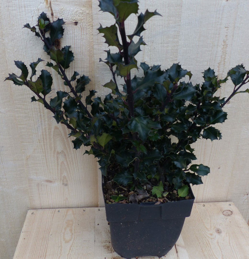 Warentuin natuurlijk Hulst Zwart/Groen 30 cm - 