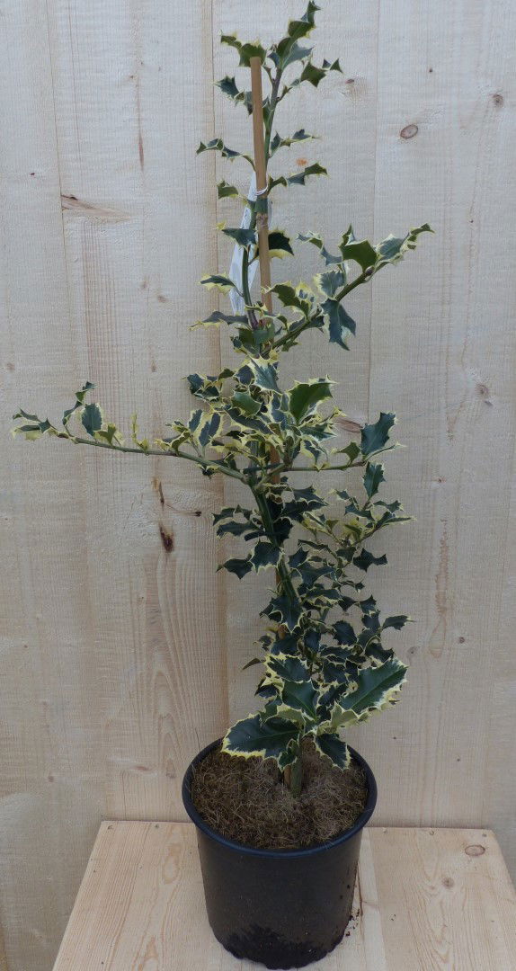 Warentuin natuurlijk Hulst witbont 80 cm - 