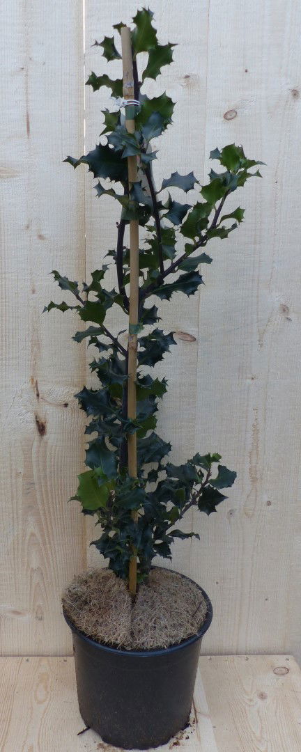 Warentuin natuurlijk Hulst Zwart/Groen 80 cm - 