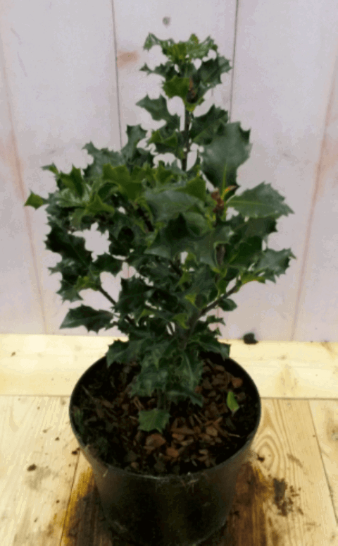 Warentuin natuurlijk Hulst groen 30 cm - 
