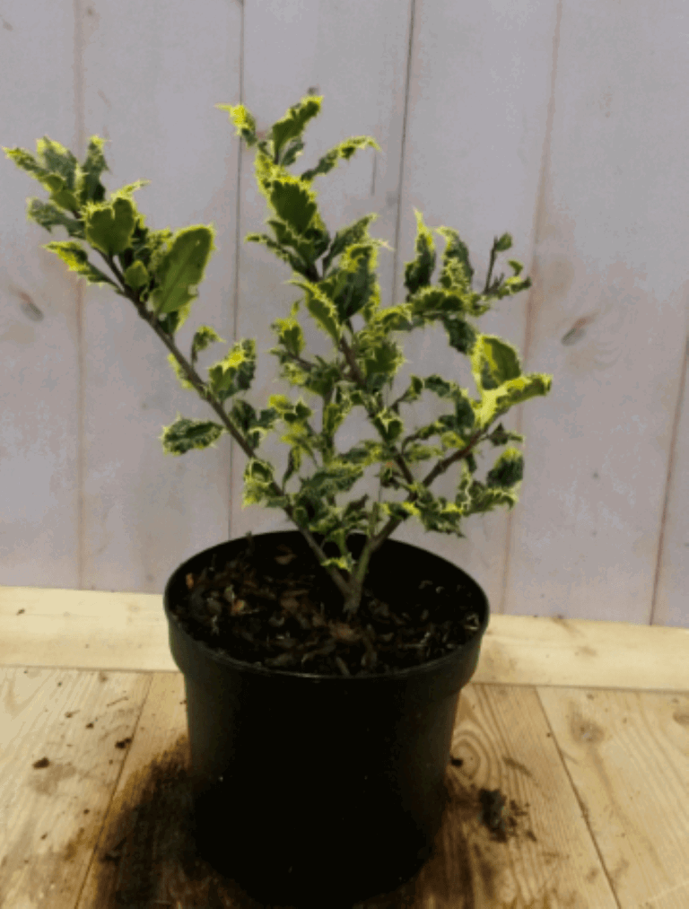 Warentuin natuurlijk Hulst geelbont 30 cm - 
