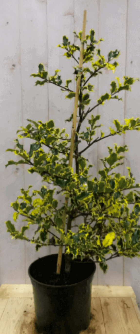Warentuin natuurlijk Hulst geelbont 80 cm - 
