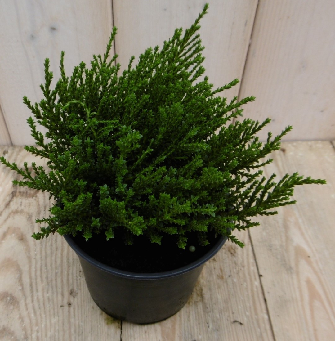 Warentuin natuurlijk 3 stuks! Hebe Veronica struikje groenblijvend klein blad - 