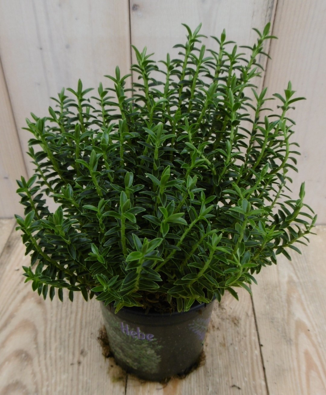 Warentuin natuurlijk 3 stuks! Hebe Veronica struikje groenblijvend groot blad - 