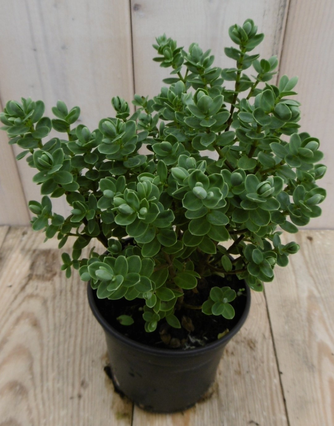 Warentuin natuurlijk 3 stuks! Hebe Veronica struikje groenblijvend Lichtblauw rond blad - 