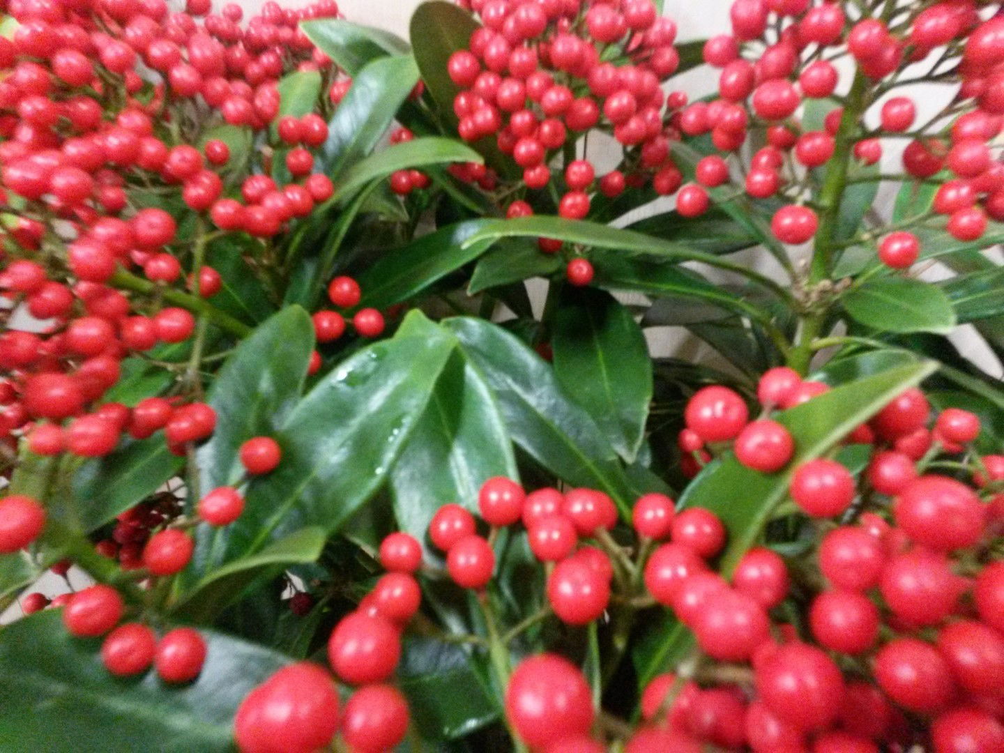 Warentuin natuurlijk Skimmia met bes 40 cm - 