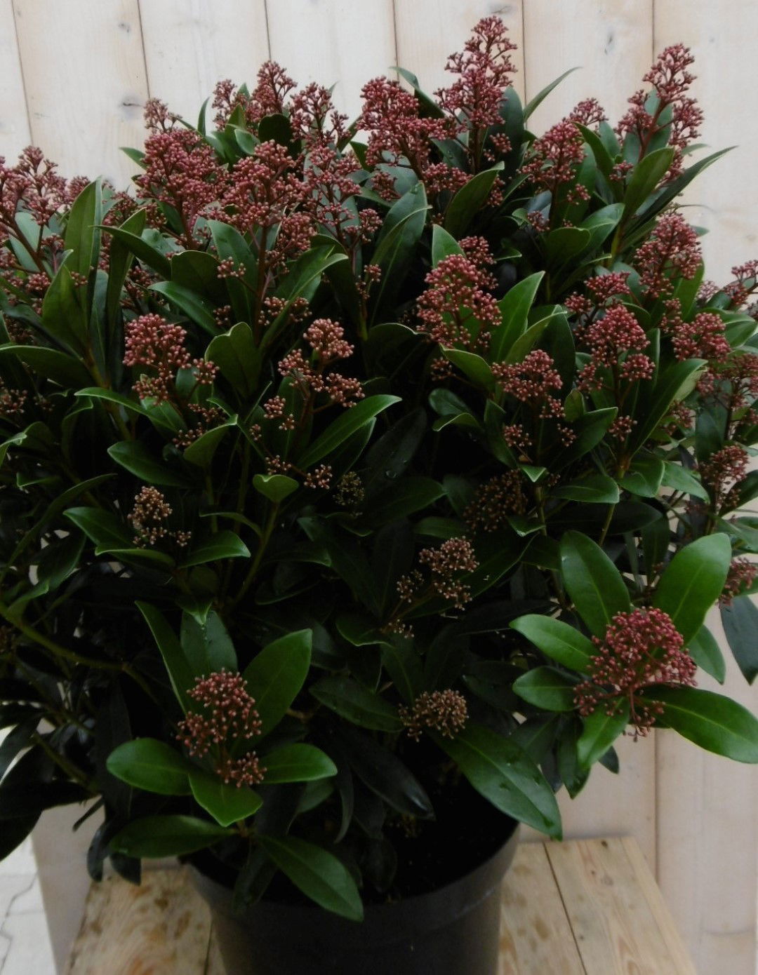 Warentuin natuurlijk Skimmia Japonica rubella 70 cm - 