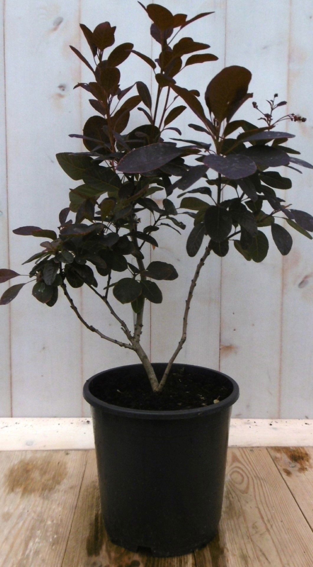 Warentuin natuurlijk Cotinus Pruikenboom rood 40 cm - 