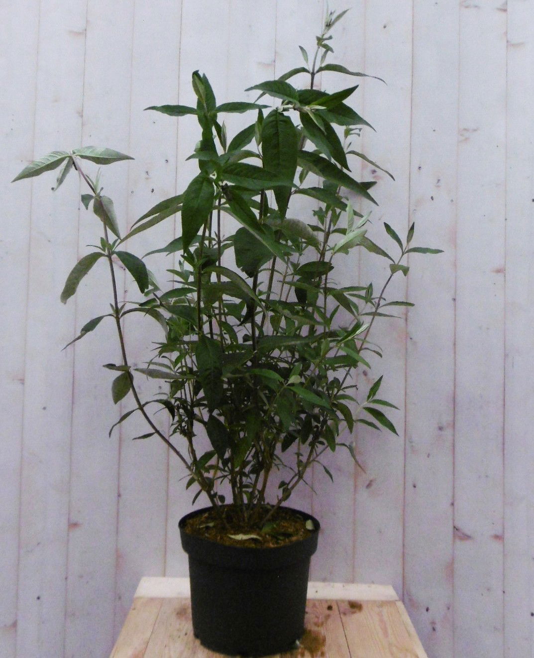 Warentuin natuurlijk Vlinderstruik Buddleja Paars Groot 80 cm - 
