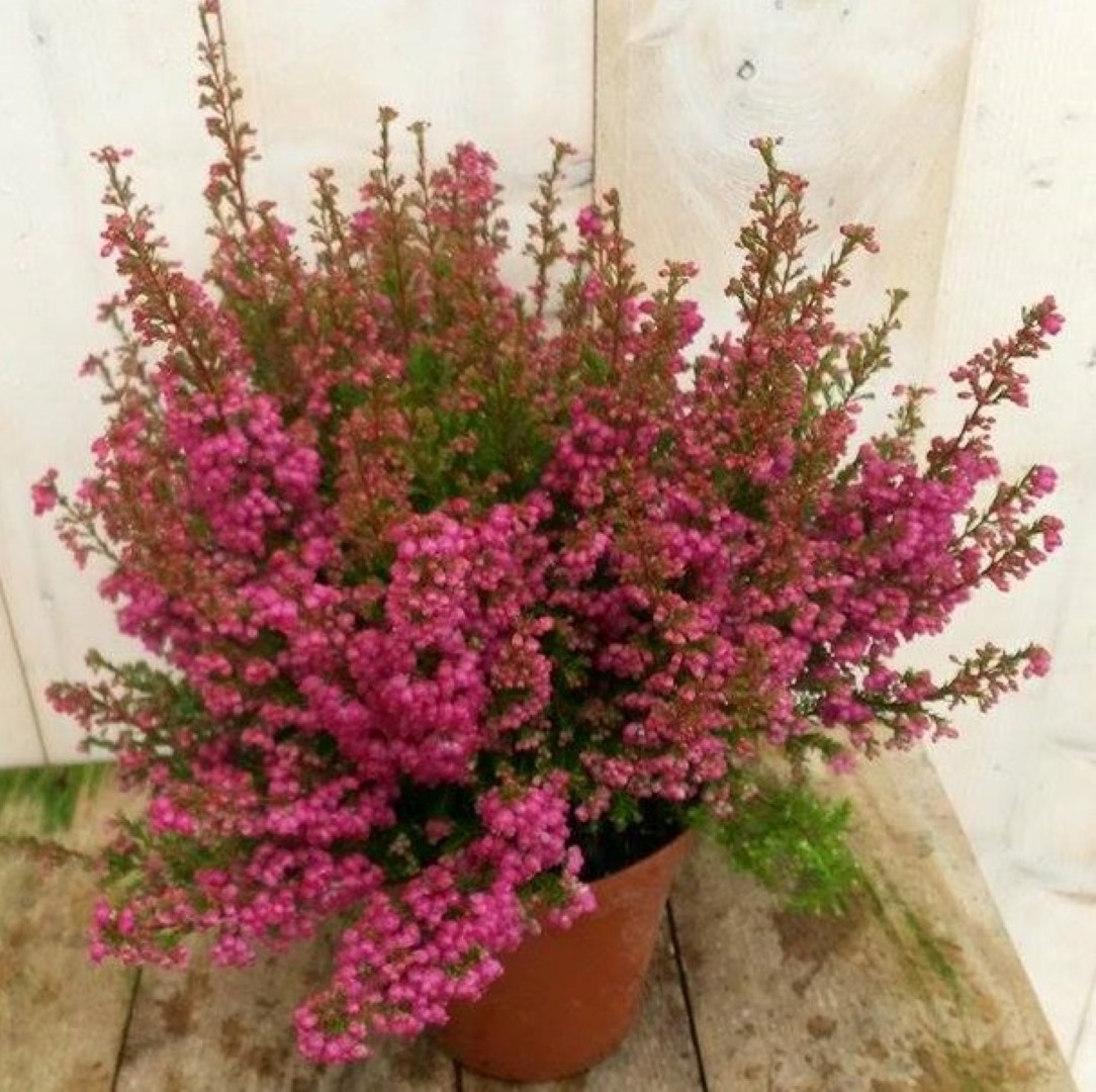 Warentuin natuurlijk 3 stuks! Dopheide Erica roze - 