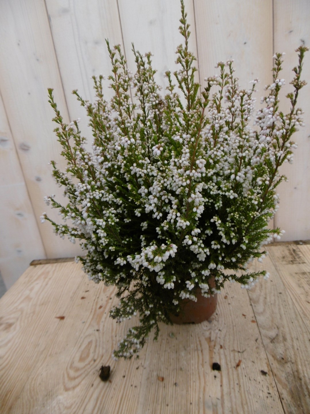 Warentuin natuurlijk 3 stuks! Dopheide Erica wit - 