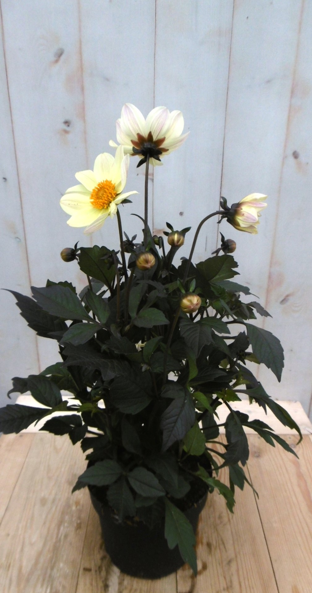 Warentuin natuurlijk Dahlia Moonfire donkerroodblad gele bloem 40 cm - 