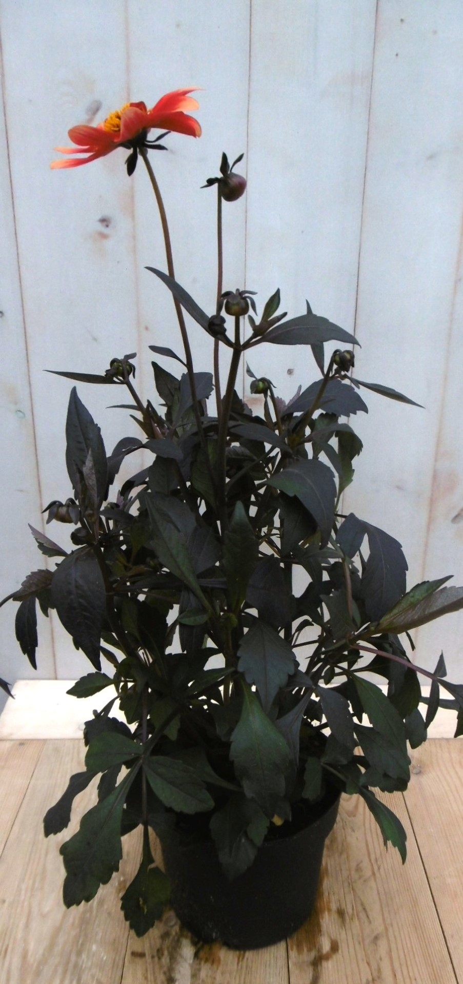 Warentuin natuurlijk Dahlia Moonfire donkerroodblad rode bloem 40 cm - 