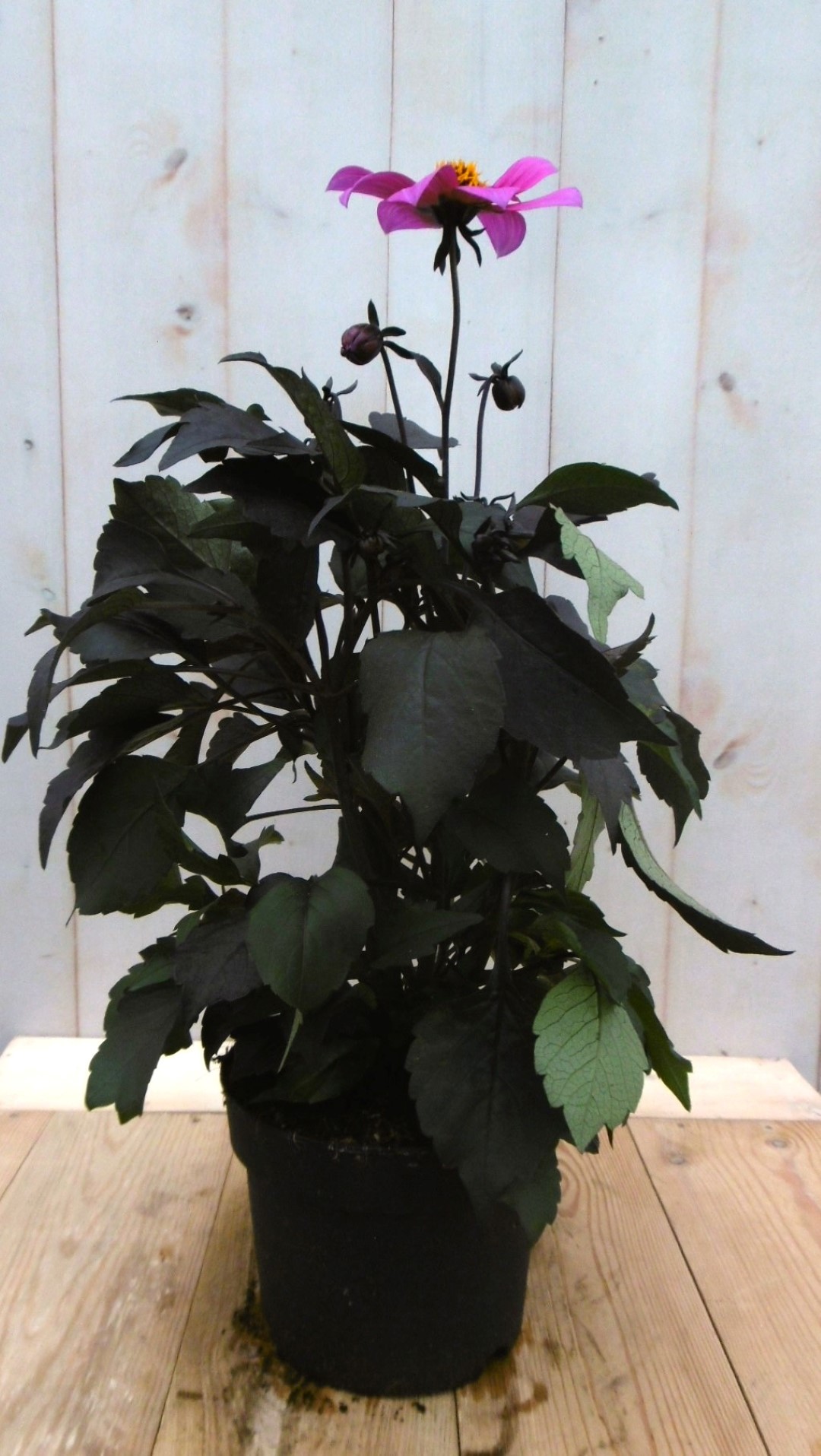 Warentuin natuurlijk Dahlia Moonfire donkerroodblad roze bloem 40 cm - 