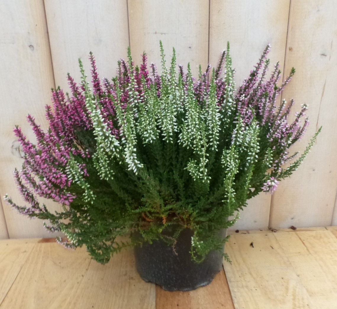 Warentuin natuurlijk Hei mixpot roze/wit - 