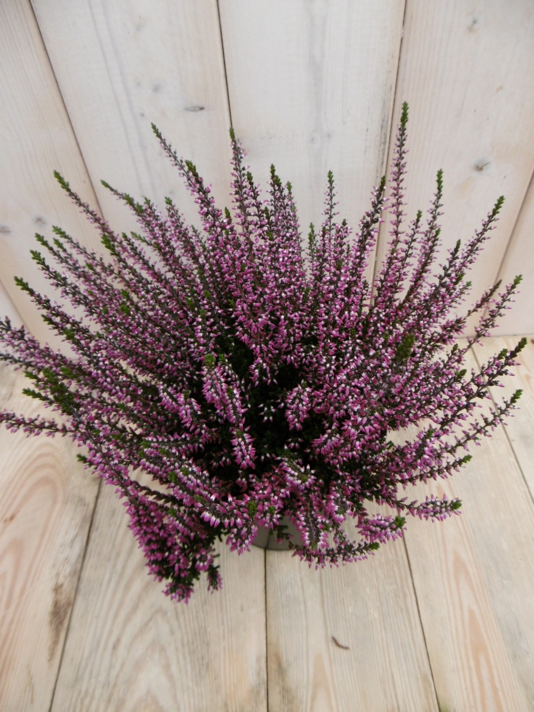 Warentuin natuurlijk 3 stuks! Heide roze - 