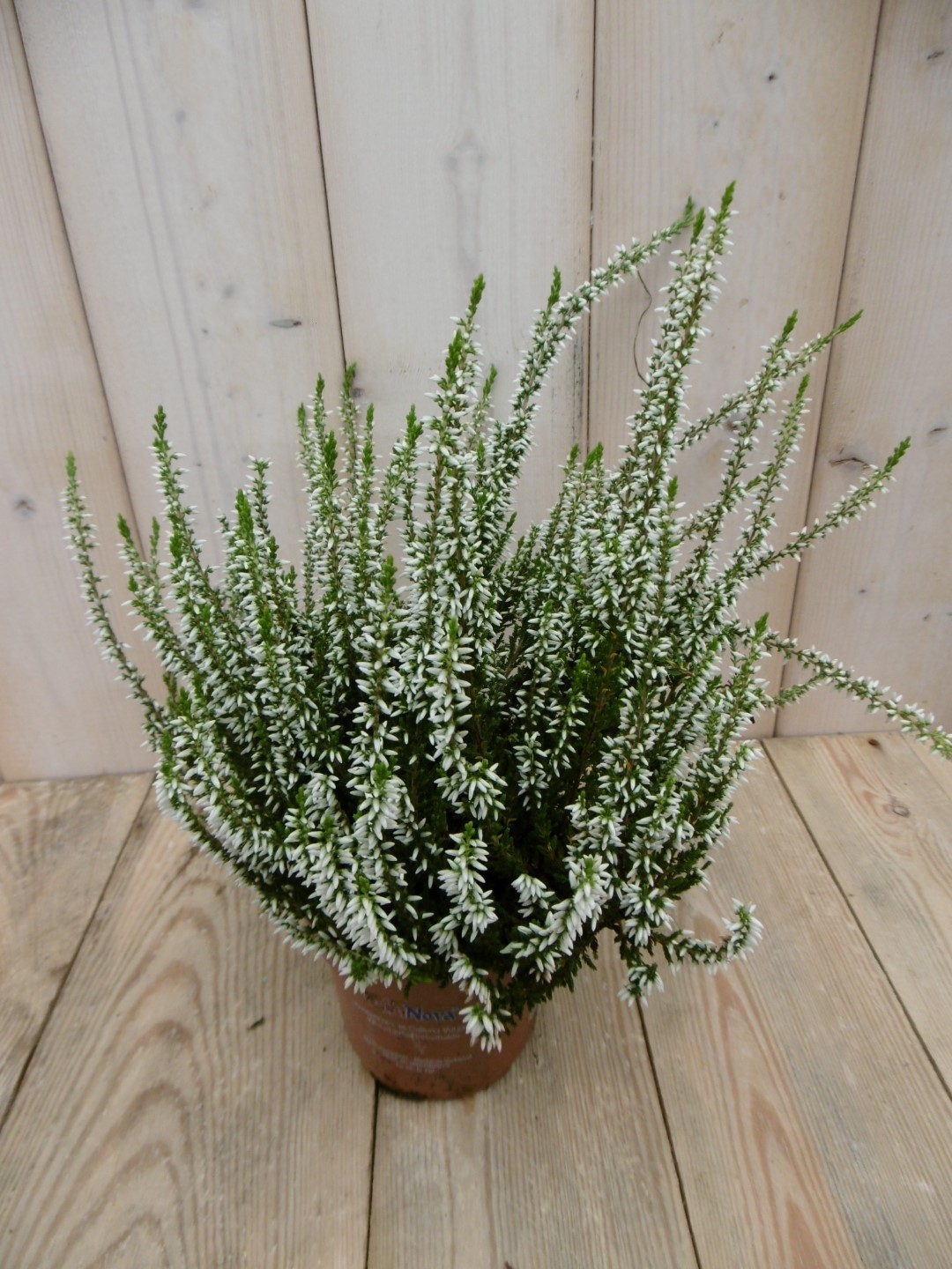 Warentuin natuurlijk 3 stuks! Heide wit - 