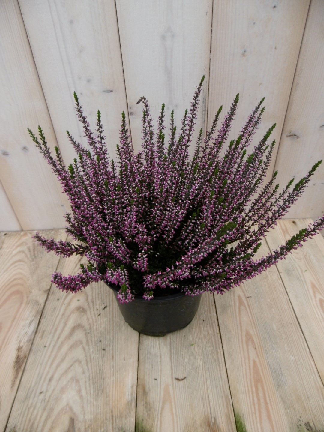 Warentuin natuurlijk 2 stuks! Heide roze GROOT - 