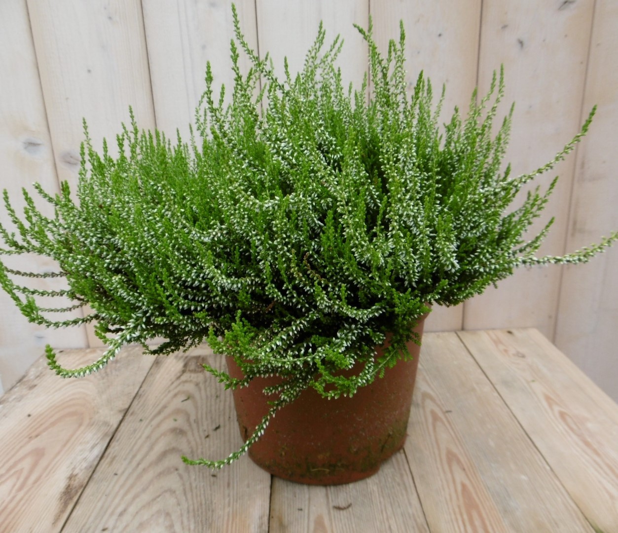 Warentuin natuurlijk 2 stuks! Heide wit GROOT - 