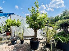 Tropictrees Citroenboom XXL