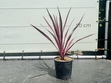 Tropictrees Palmboom - Cordyline Pink Passion