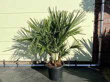 Tropictrees Palmboom - Trachycarpus Fortunei Multistam