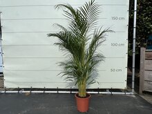 Tropictrees Palmboom - Goudpalm