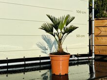 Tropictrees Palmboom - Trachycarpus Wagnerianus