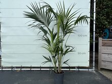 Tropictrees Palmboom - Kentiapalm