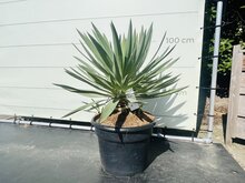 Tropictrees Yucca - Gloriosa