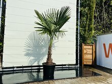Tropictrees Palmboom - Trachycarpus Fortunei