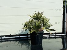 Tropictrees Palmboom - Blauwe Dadelpalm