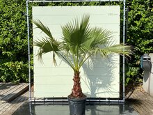 Tropictrees Palmboom - Washingtonia Robusta
