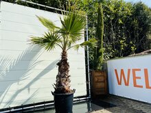 Tropictrees Palmboom - Washingtonia Robusta