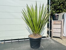 Tropictrees Yucca Faxoniana