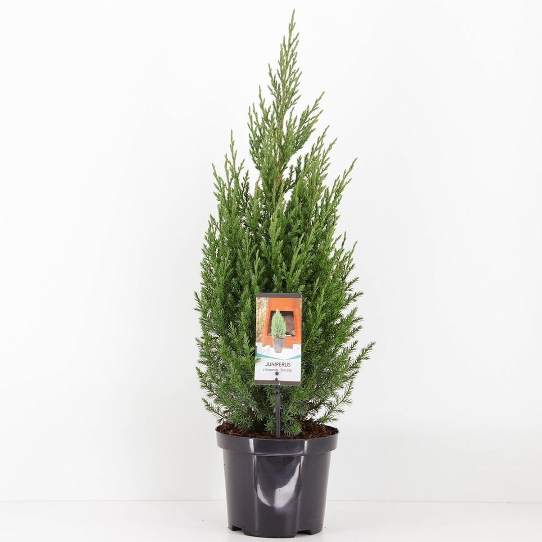 Warentuin natuurlijk Juniperus chinensis stricta 65 cm - 