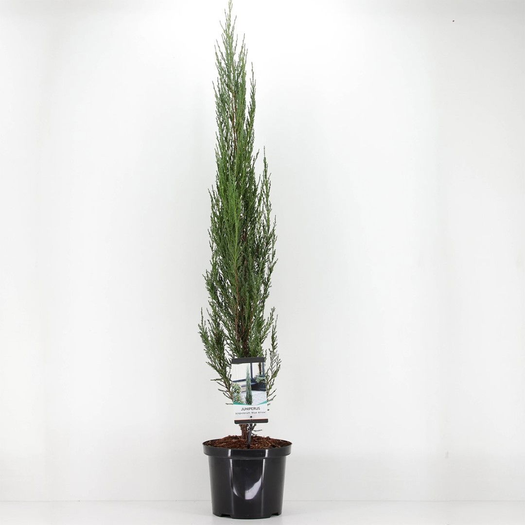 Warentuin natuurlijk Juniperus scopulorum blue arrow 120 cm - 