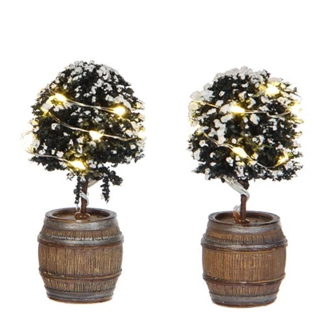 Luville Buxus Tree in Barrel - 2 st. - 