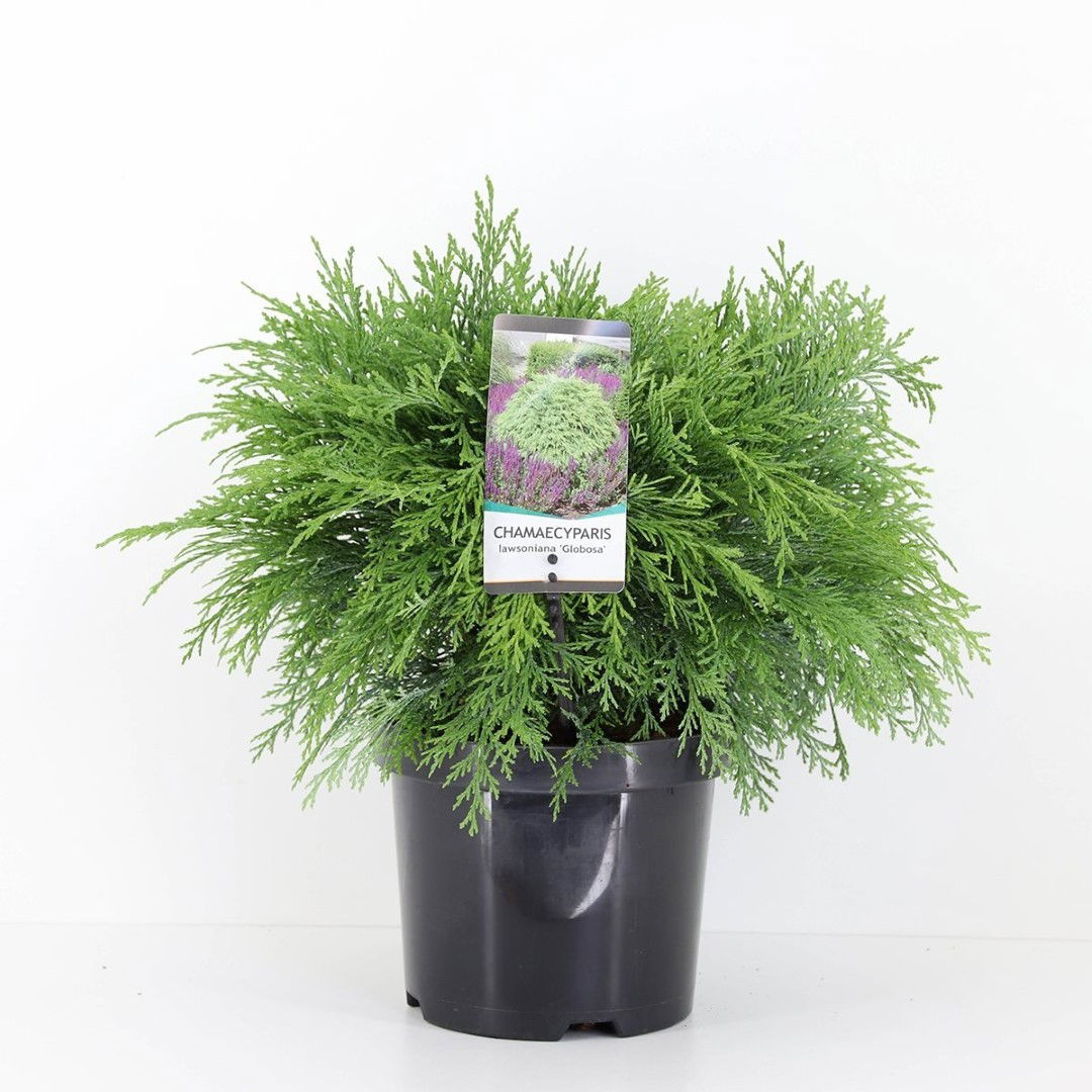 Warentuin natuurlijk Chamaecyparis law globosa 45 cm - 
