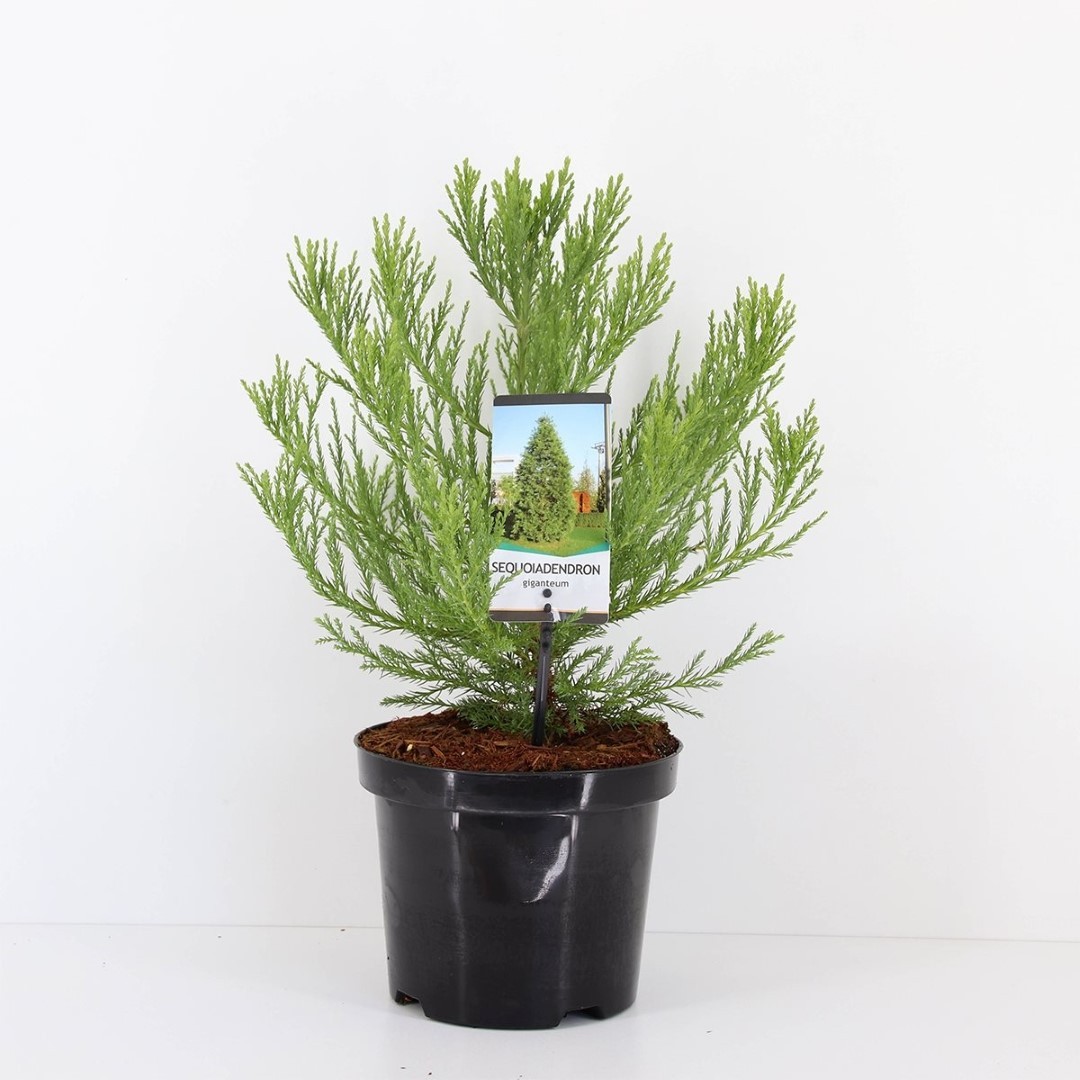 Warentuin natuurlijk Sequoiadendron giganteum 25-30 cm - 