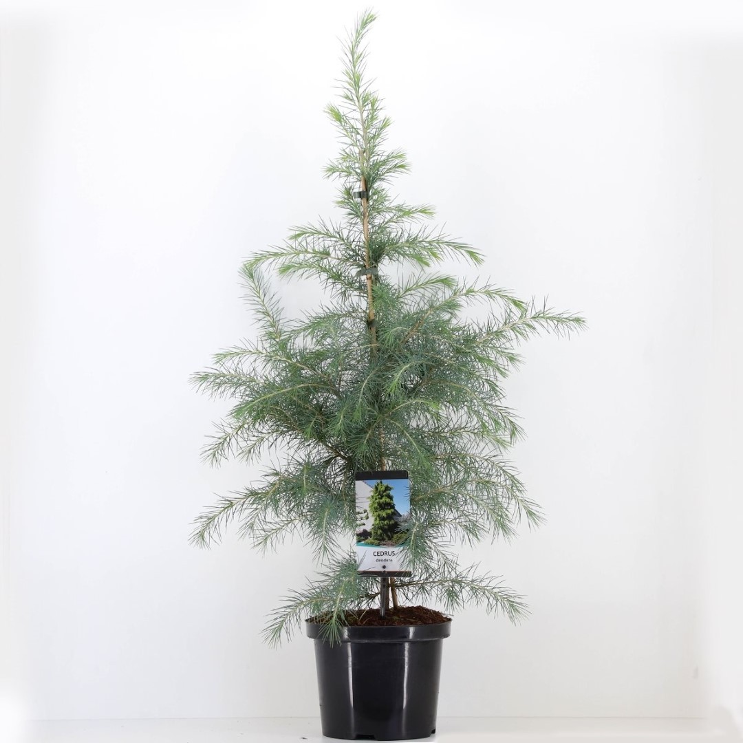 Warentuin natuurlijk Cedrus deodara 95 cm - 
