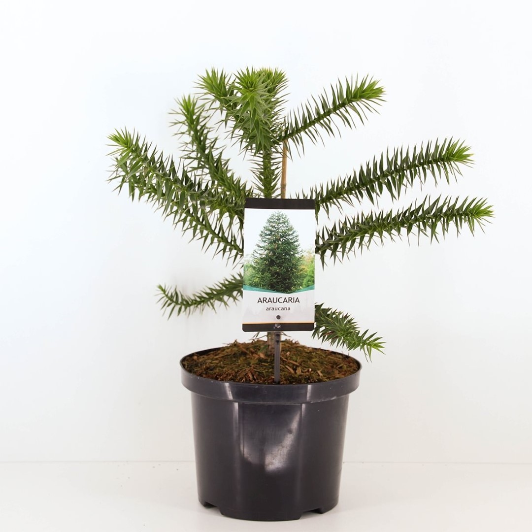 Warentuin natuurlijk Araucaria araucana 55 cm - 