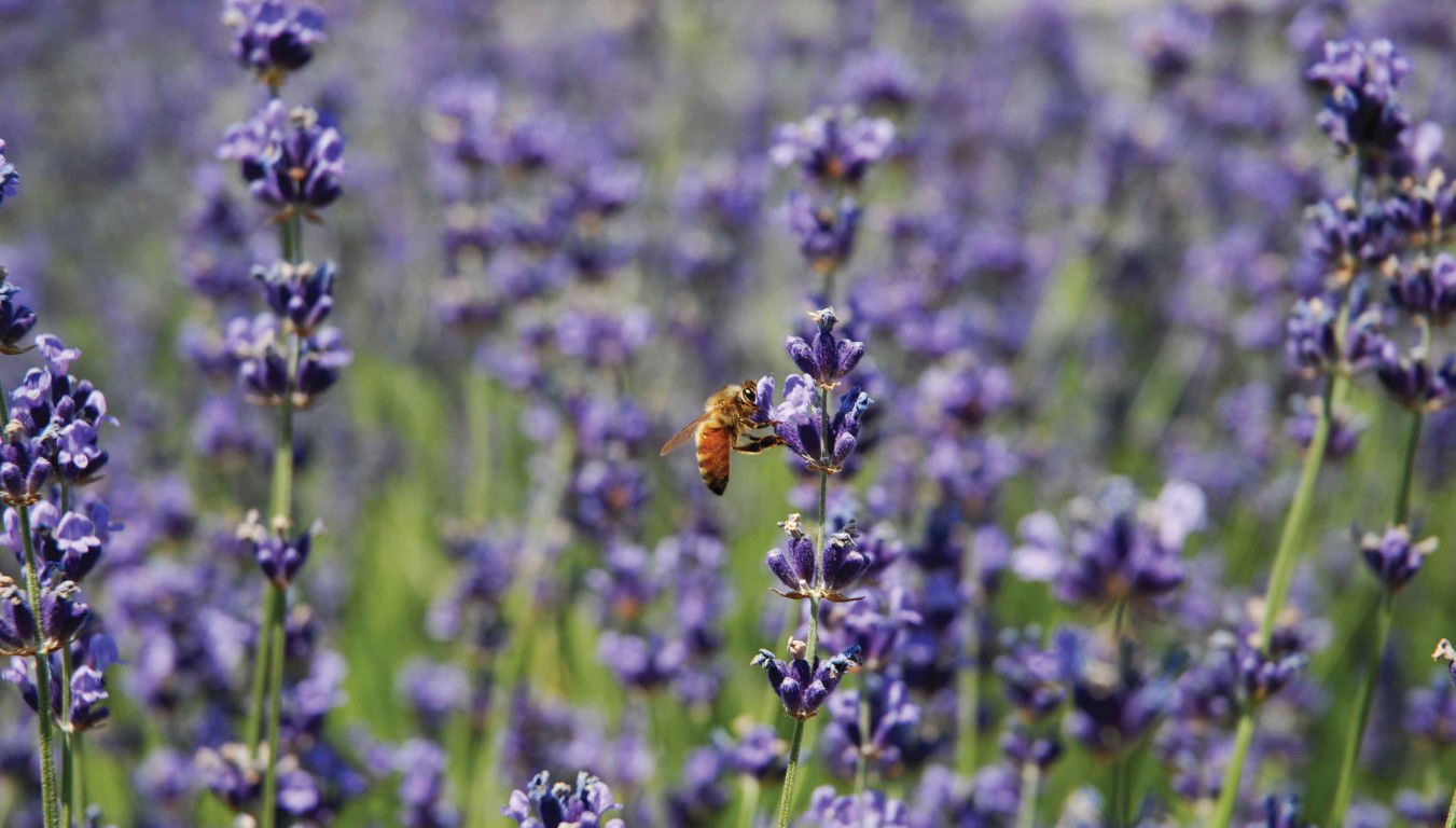 Customize it Lavendel wesp 130x70cm Tuinschilderij - 