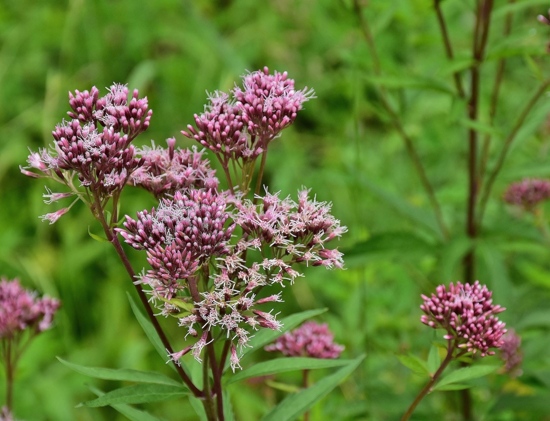 Tuinplant.nl Leverkruid