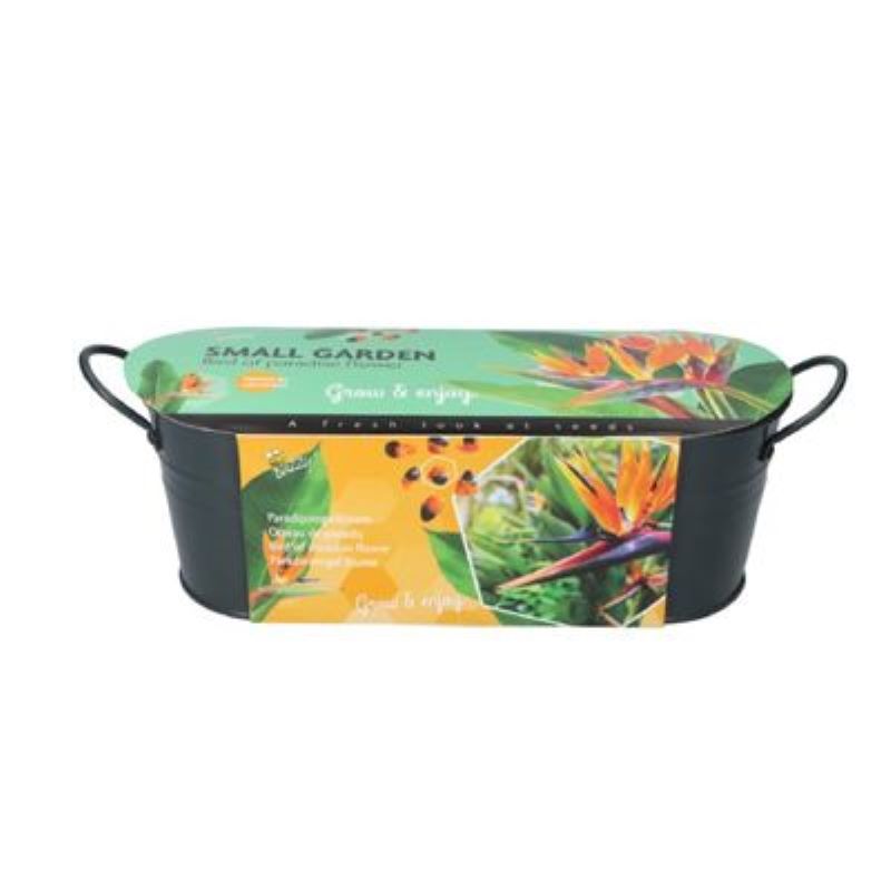 Buzzy Grow gifts kweekset small garden birds of paradise strelitzia - 