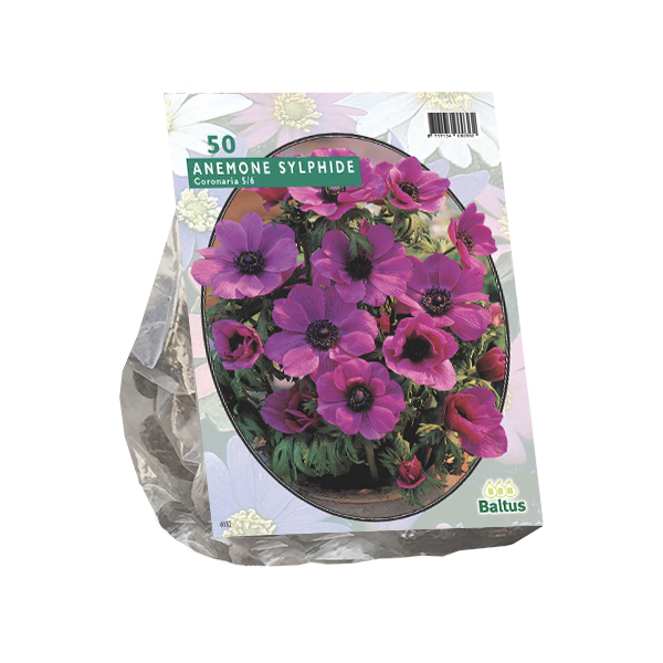 Tuinplant.nl Anemoon