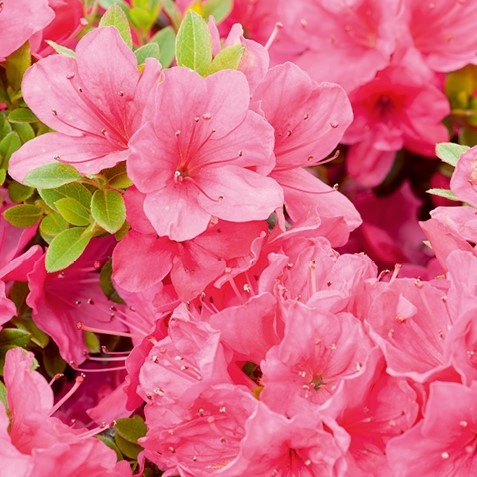 Tuinplant.nl Japanse Azalea